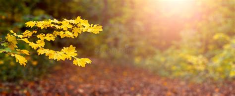 Autumn Forest At Sunset Panorama Tree Branch With Yellow Leaves In