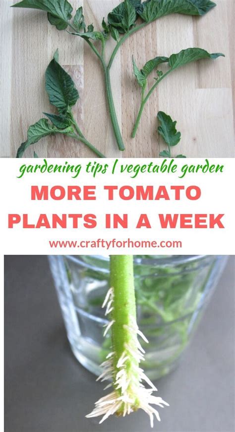How To Root Tomato Plants From Cuttings The Easiest Way To Get More