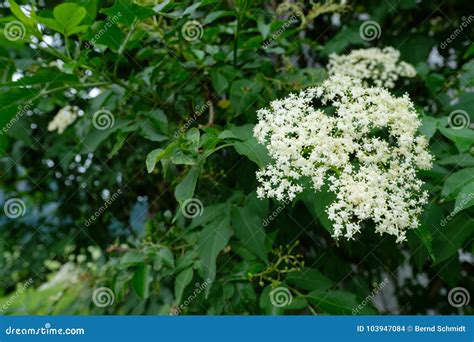 White Elderberry Flowers At A Bush Stock Photo Image Of Black Wild
