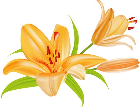 Lily Flower Clip Art At Vector Clip Art Image 26880