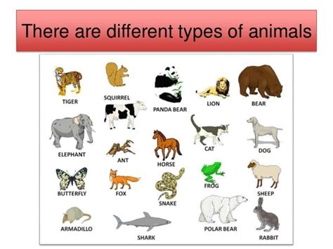 Types Of Animals