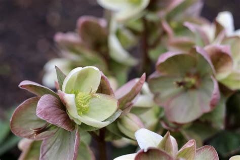 Planting Hellebores For Winter Blooms ️ 🌸 A Guide To Vibrant Seasonal Color