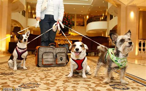 Hotels That Accept Dogs In Las Vegas
