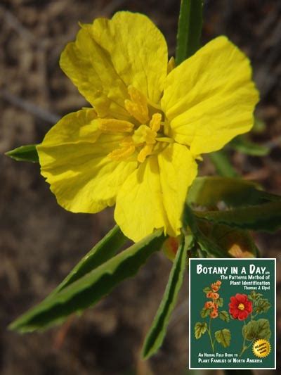 4 Petal Yellow Flower Best Flower Site