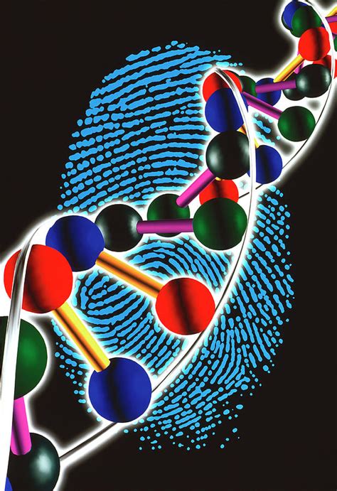 Illustration Of Dna Fingerprint Photograph By Alfred Pasieka Science