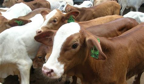 Sapi - Peternak Sapi Wajib Tau Cara Mengusir Nyamuk Dengan Sereh