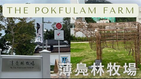 The Pokfulam Farm Visit Walkingtour Youtube
