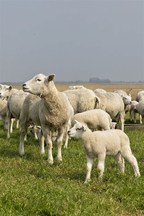Sheep Lambs Herd Free Photo On Pixabay In 2023 Sheep Sheep And
