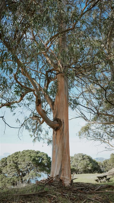 Eucalyptus Tree Pictures Download Free Images On Unsplash