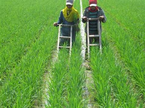 Ya rumput grinting harus dibersihkan mengganggu. Macam-macam GULMA RUMPUT Padi Sawah - Cara Membasmi Gulma ...