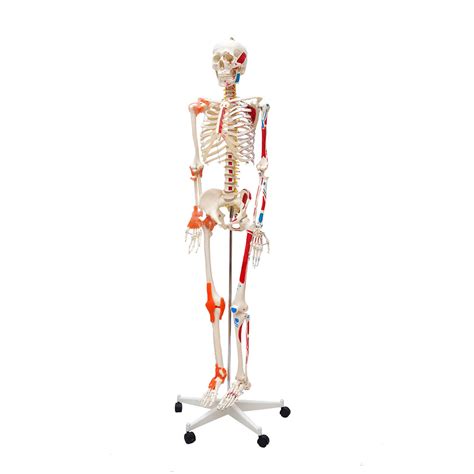 esqueleto humano padrão de 1 70 cm com articulações inserções musculares e haste com suporte e