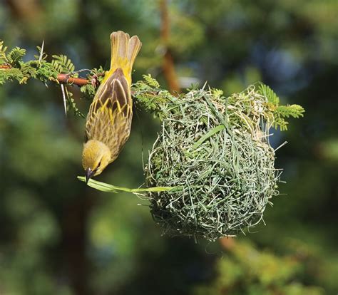 Weaver Nesting Habits Social Behavior And Plumage Britannica