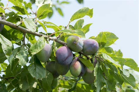 Trees add beauty, fresh air, and that precious privacy to your backyard space. How to Grow the Best Fruit Trees for Your Garden | HGTV