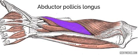 Adductor pollicis is one of thenar group muscles and its main function is thumb adduction. Muscles of the Posterior Forearm | Anatomy | Geeky Medics