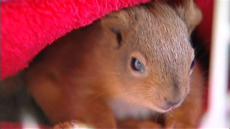 Baby Red Squirrels Saved From Gales Youtube