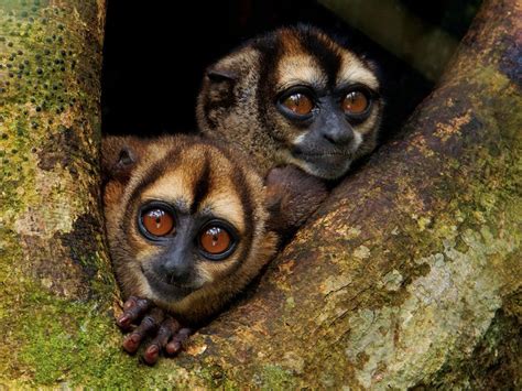 Mammals In The Amazon Rainforest Night Monkey Pets Lovers