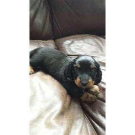 Get a boxer, husky, german shepherd, pug, and more on kijiji, canada's #1 beautiful red/brown male ($3500.00) and a gorgeous cream or (tan) female ($3500.00) (on hold)!!! 5 adorable dachshund puppies to rehome in Chillicothe ...