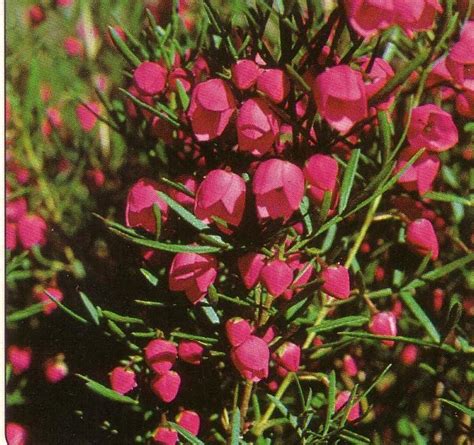 Best flowering plants for shade australia. Pin en Garden