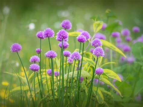 Purple Flowers Bloom Grass Spring 2560x1600