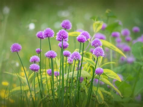 Purple Flowers Bloom Grass Spring 2560x1600 : Wallpapers13.com