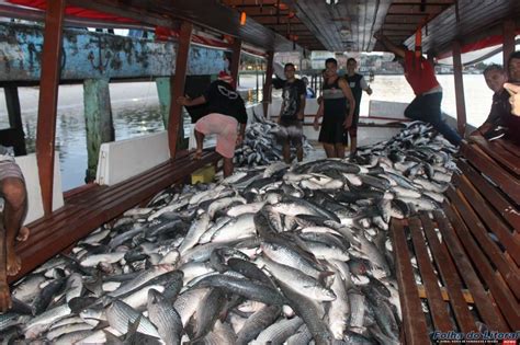 Pescadores Capturam Seis Mil Tainhas Na Ilha Do Mel