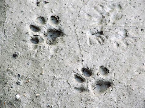 Tracks in Colorado. What made these? : AnimalTracking