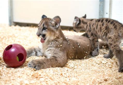 Rescued Cougars Go On Exhibit At Toledo Zoo The Blade