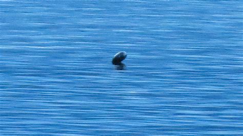 Canadas Loch Ness Monster The Legendary Ogopogo Lake Monster Caught On Video