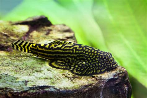 Hillstream Loach Sewellia Lineolata Ultimate Care Guide Fish