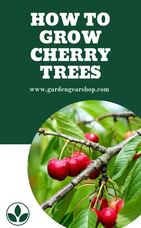 How To Grow Cherry Trees Planting Cherry Trees How To Grow Cherries Growing Cherry Trees