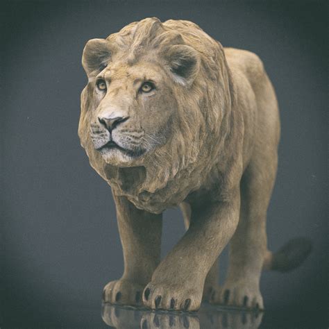 Lion Rigged Fur 3d Model Ubicaciondepersonascdmxgobmx