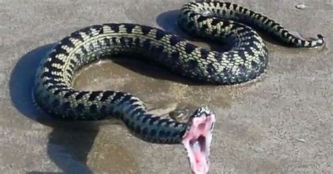 This Is The Terrifying Moment A Photographer Realised This Dead Snake