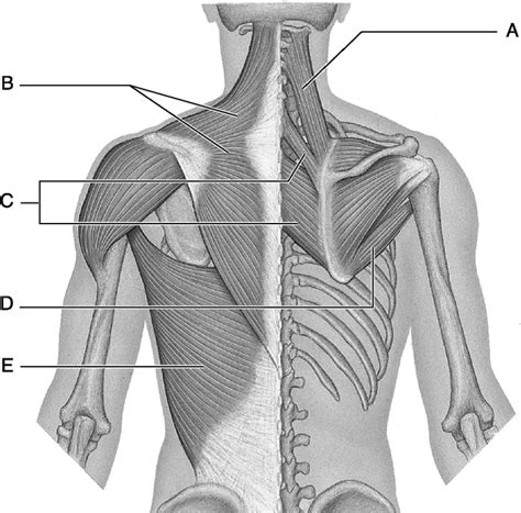 A And P I Quiz Back Muscles Diagram Quizlet