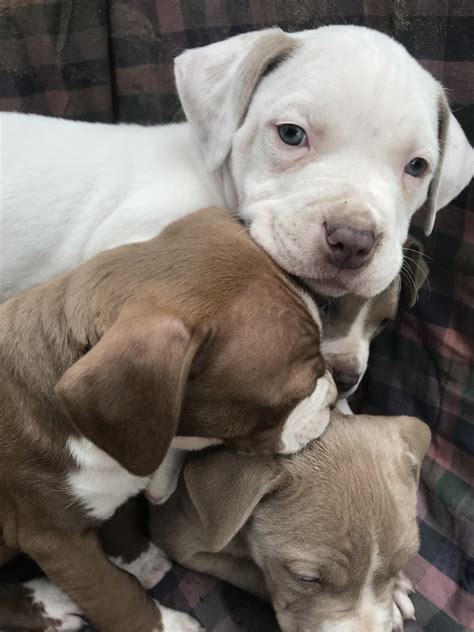 American bully puppy for sale near california, fairfield, usa. American Bully Puppies For Sale | Victoria, TX #294683