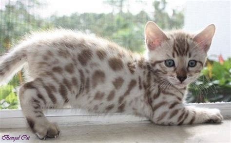 The size of these cats depends on their direct ancestors, so an individual bengal cat's size is genetically determined. snow bengal cat blue eyes white bengal cat full grown ...
