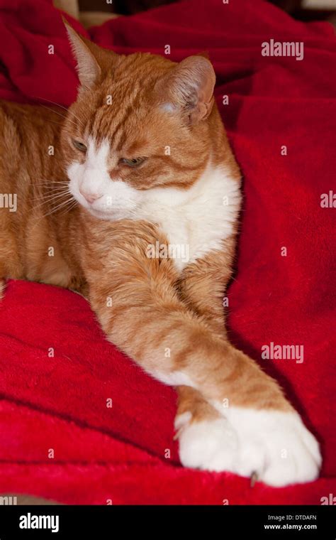 Ginger Tomcat Adult Asleep Stock Photo Alamy