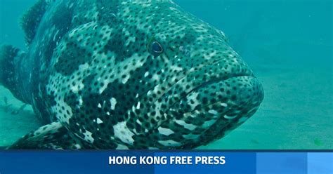 Hong Kongs Wet Markets Selling 17 Types Of Threatened Fish Study Says