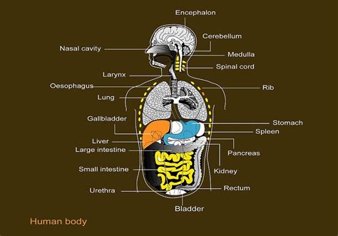 Image Showing Internal Organs In The Back Internal Organs Back View
