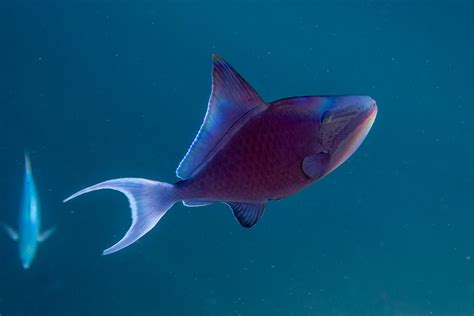 Red Toothed Triggerfish David Earles Flickr
