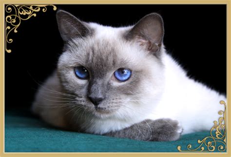 Traditional Siamese Kittens For Sale Applehead Siamese Cat Breeders