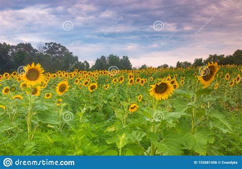 Summertime Sunflower Field In Maryland Stock Photo Image Of