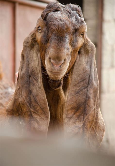 Long Eared Goat Possibly A Kamori Or Kamori Hybrid From Pakistan