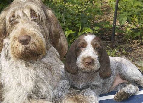This is the price you can expect to budget. Spinone Italiano - Italian Spinoni - dog breed info - K9 Research