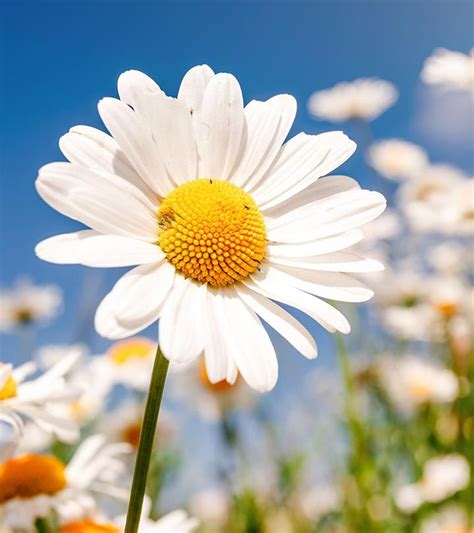 Daisy Flowers Depict Purity And Innocence These Perennial Blooms Occur