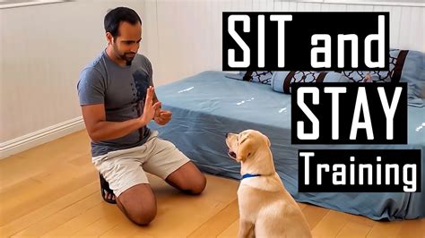 How To Train Your Dog Or Puppy To Sit And Stay How I Trained Buddy