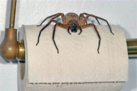 A Non Venomous Australian Spider 5 Pics 1 