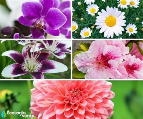 50 Tipos De Flores Y Su Significado Clases Nombres Y Fotos Tipos
