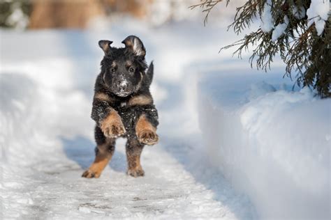 Do German Shepherds Like Snow German Shepherd Dog Hq