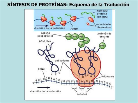 Esquema De Síntesis De Proteínas ¡fotos And Guía 2021