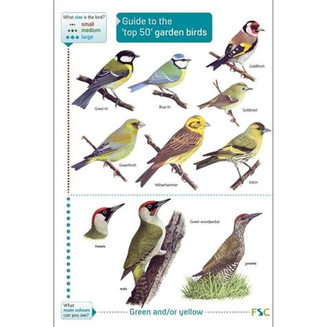 38 Printable Bird Identification Chart Bird Identification Identifying Birds Bird Garden